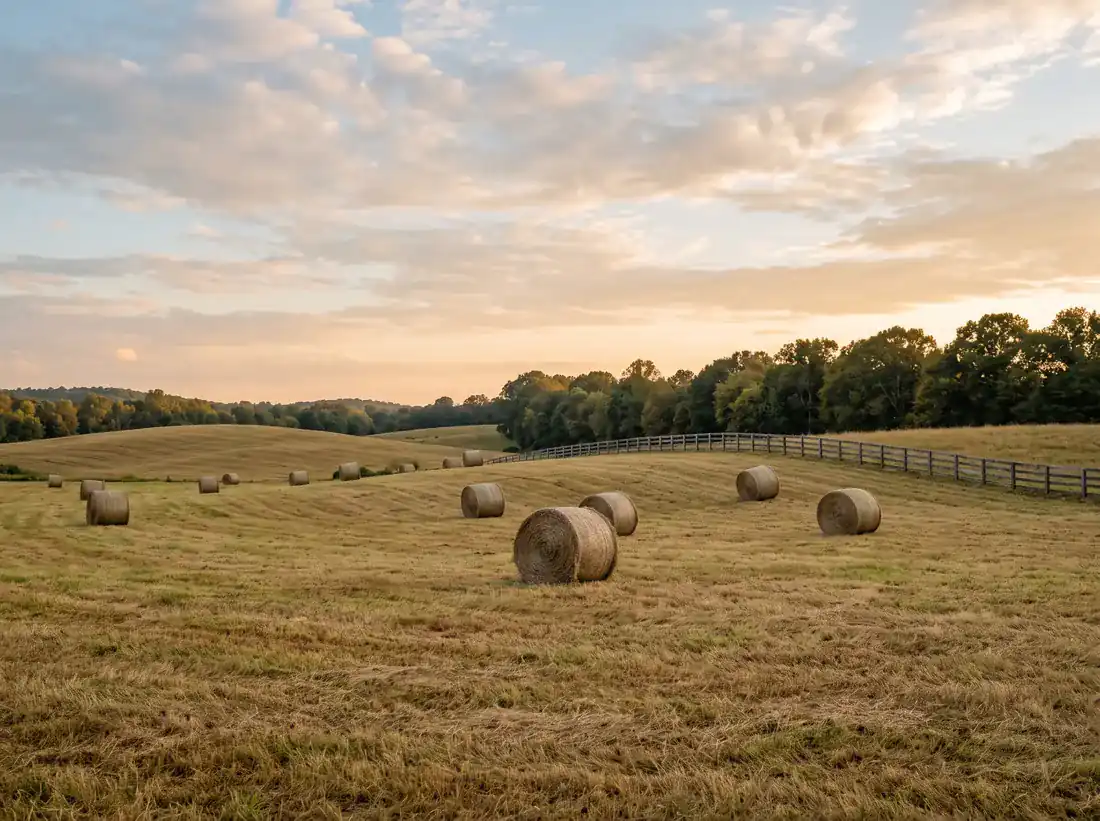 Round hay bales resting in a freshly mown pasture, with a wooden board fence and a hardwood tree line at golden hour